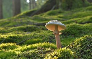 悪玉菌を減らす食べ物が体臭に与える影響とは？