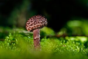 善玉菌と体臭の関係はどのようなものですか？