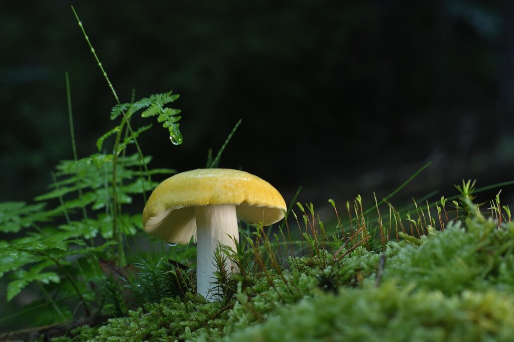 体臭が悪玉菌によって増える原因とは？