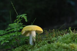 体臭が悪玉菌によって増える原因とは？