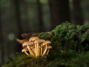 体臭を改善するための善玉菌サプリはどれがおすすめ？