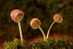 善玉菌サプリで体臭を改善する方法は？