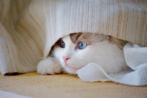 腸内ガスが原因で発生する体臭のメカニズムとは？
