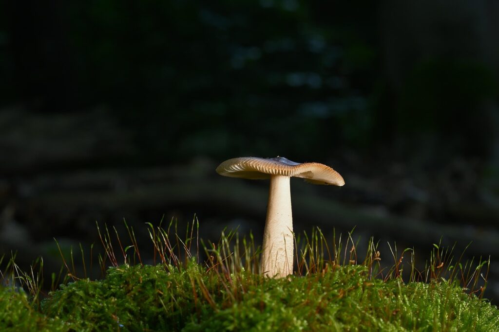 腸内環境の悪玉菌が体臭に与える影響とは？