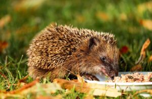 ワキガを食事で改善するための効果的な方法は？