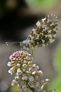 腸活の効果的な方法とは？
